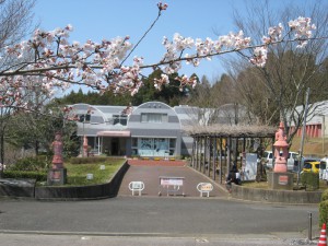 桜IMG_3840