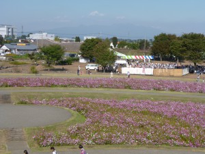 二子山古墳コスモスP1000704
